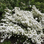 Rhododendron White Rosebud — photo 2