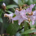 Rhododendron Windbeam — photo 1