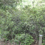 Rhododendron Windbeam — photo 2