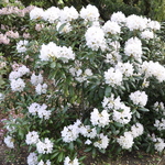 Rhododendron Yaku Queen — photo 2