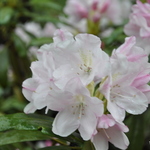 Rhododendron Yaku Queen — photo 3