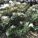 Rhododendron Yakushimanum — photo 1