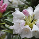 Rhododendron Yakushimanum — photo 2