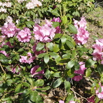 Rhododendron Years Of Peace — photo 2