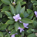 Rhododendron Desmit — photo 1