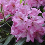 Rhododendron Coral Bell — photo 1