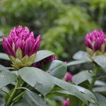 Rhododendron Harrisville — photo 4