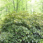 Rhododendron Judy Spillane — photo 1