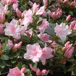 Rhododendron Harris — photo 1