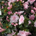 Rhododendron Harris — photo 2