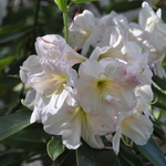 Rhododendron Maud Corning — photo 2