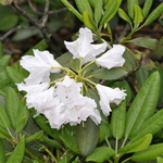 Rhododendron Nuance — photo 1