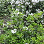 Rhododendron Nuance — photo 2