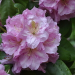Rhododendron Peter Vermeulen — photo 1