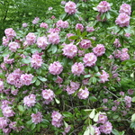 Rhododendron Peter Vermeulen — photo 2