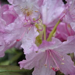 Rhododendron Smirnowii Origin Caucasus — photo 1