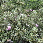 Rhododendron Smirnowii Origin Caucasus — photo 2