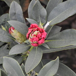 Rhododendron Tina Heinje — photo 1