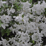 Rhododendron Wilhelmina Vuyk — photo 1