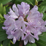 Rhododendron sunnyview — photo 1