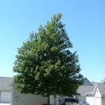 Acer freemanii 'Celebration' — photo 3