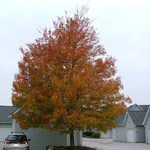 Acer freemanii 'Celebration' — photo 4