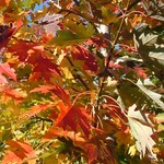 Acer freemanii 'Celebration' — photo 5