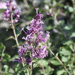 Syringa Boomerang Dark Purple — photo 1