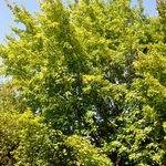 Acer x freemanii 'Autumn Fantasy' — photo 2