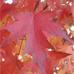 Acer freemanii 'Sienna Glen' — photo 2