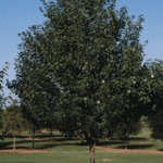 Acer freemanii 'Sienna Glen' — photo 3