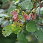 Acer Tararicum 'Hot Wings' — photo 2