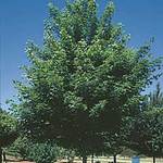 Acer truncatum x A. platanoides 'Norwegian Sunset' — photo 2