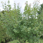 Acer truncatum 'Main Street' — photo 1