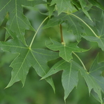 Acer truncatum 'Main Street' — photo 2