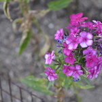 Phlox paniculata 'Nicky' — photo 2