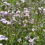 Phlox subulata 'Candy Stripe' — photo 2