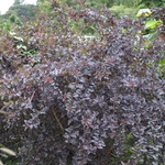 Physocarpus opulifolius 'Seward' — photo 2