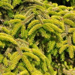 Picea orientalis Skylands — photo 1