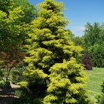 Picea orientalis Skylands — photo 2