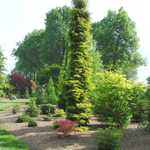 Picea orientalis Skylands — photo 3