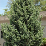 Picea pungens 'Fastigiata' — photo 3