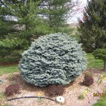 Picea pungens Globosa — photo 2