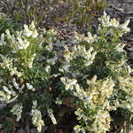 Pieris japonica Nocturne — photo 3