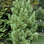 Pinus cembra — photo 3
