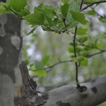 Platanus orientalis var. acerifolia 'Bloodgood' — photo 3