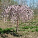 Prunus Weeping Snow Showers — photo 3