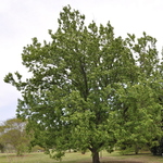 Pyrus calleryana 'Redspire' — photo 2