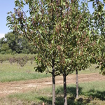 Pyrus calleryana 'Aristocrat' — photo 2