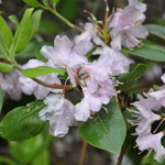 Rhododendron Carolinianum — photo 2